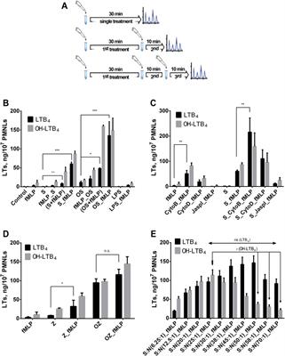 Gram-Negative Bacteria Salmonella typhimurium Boost Leukotriene Synthesis Induced by Chemoattractant fMLP to Stimulate Neutrophil Swarming